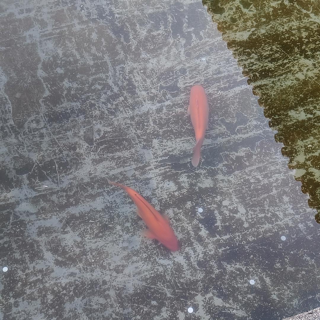 平淡是真