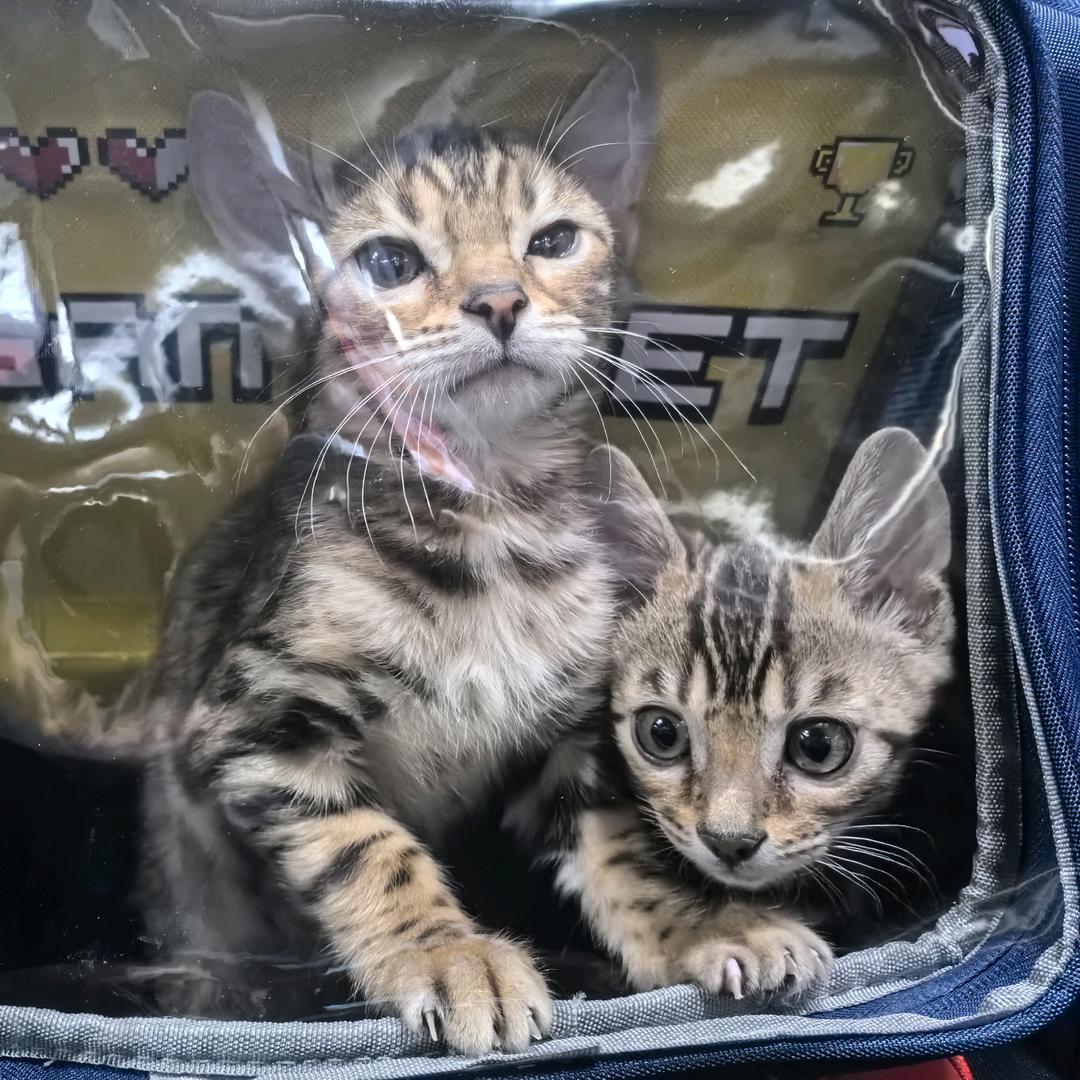 招财和进宝🐱🐱