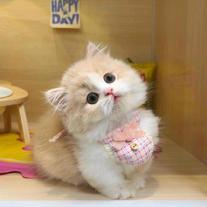 芝士小猫