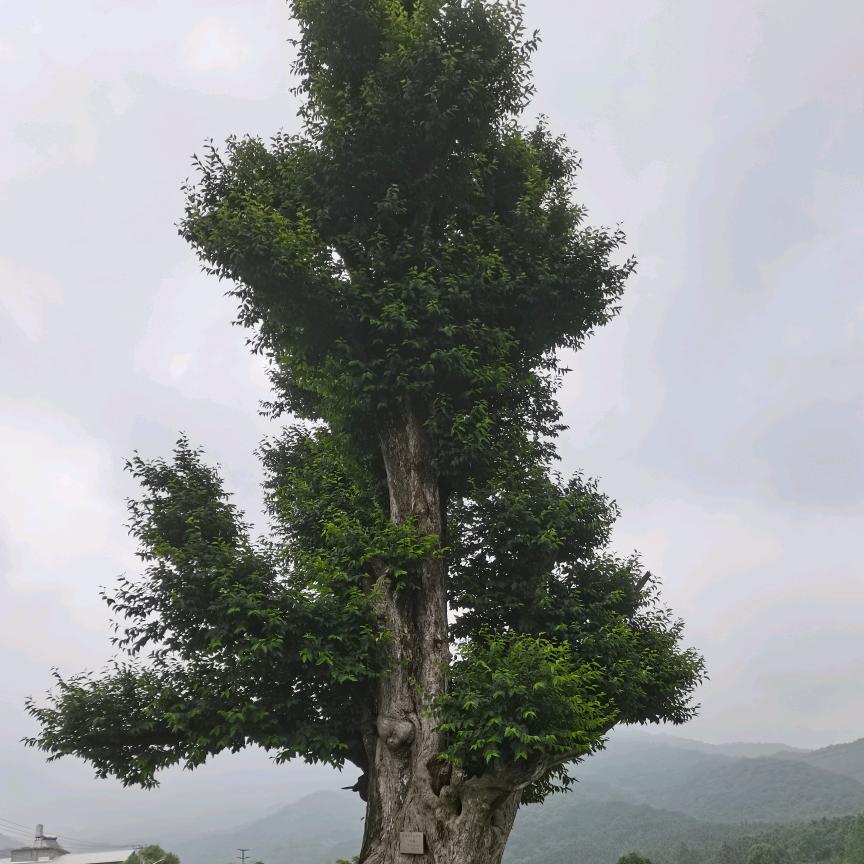 ...顺...顺...顺...顺...