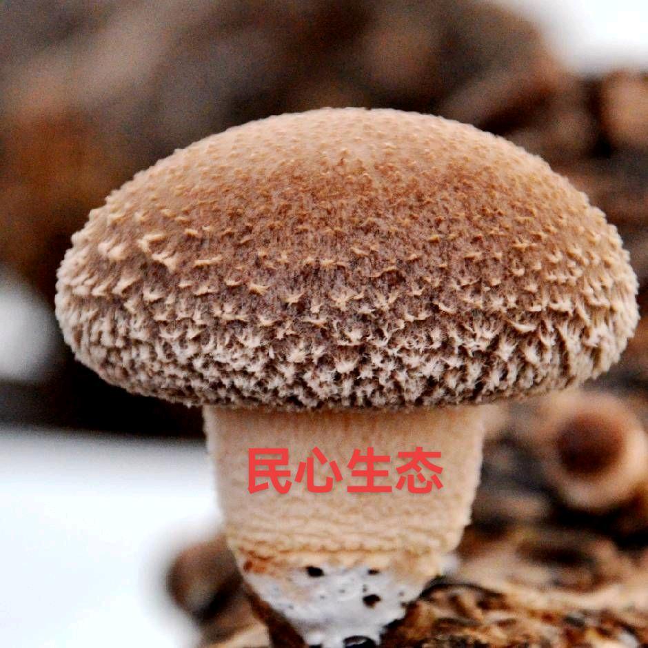 民心“菌”主