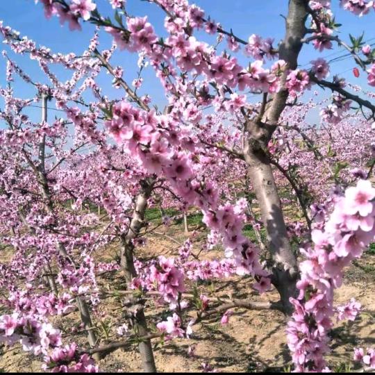 ༺ཌༀཉི岁月静好༃ༀད༻