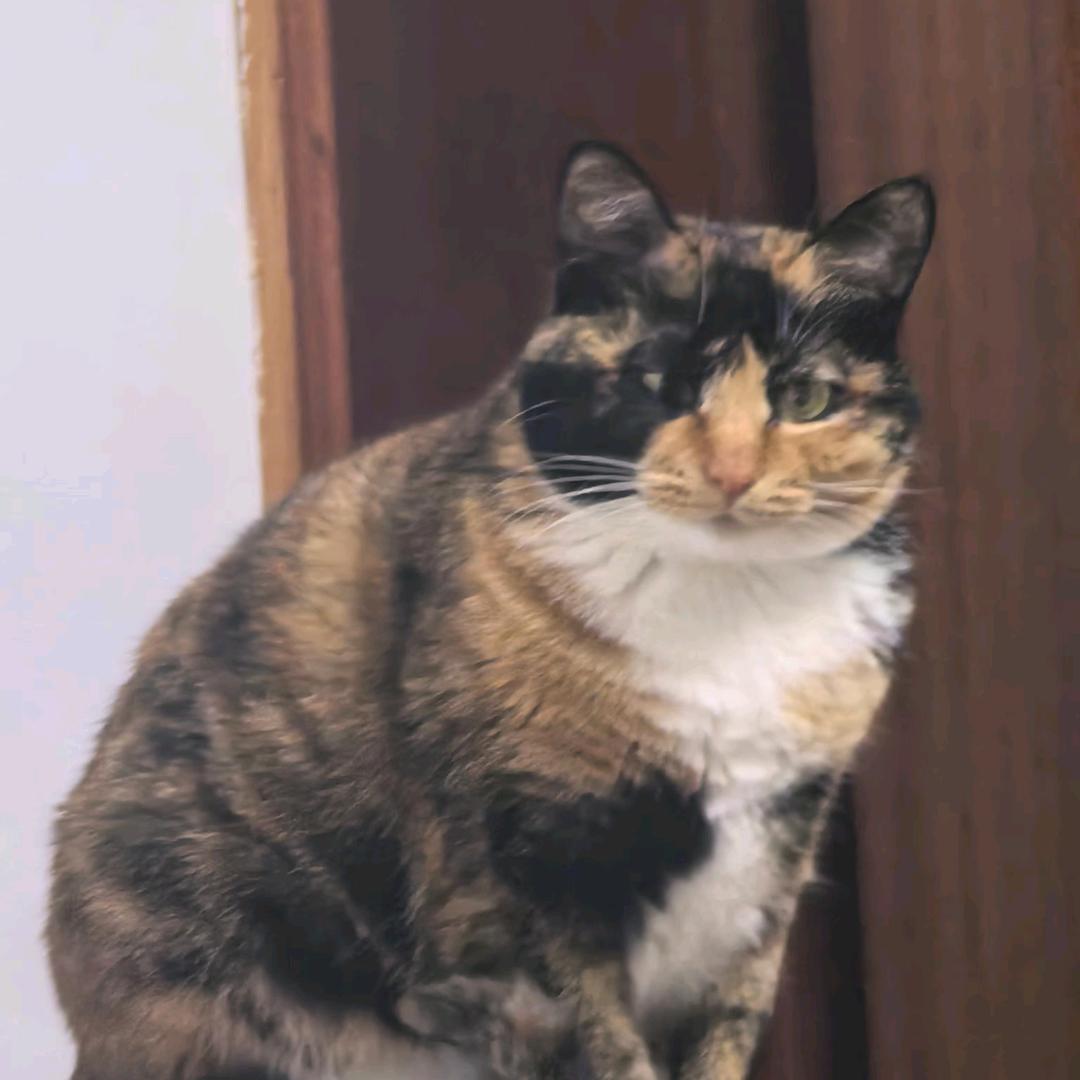 中式无蔗糖蛋糕