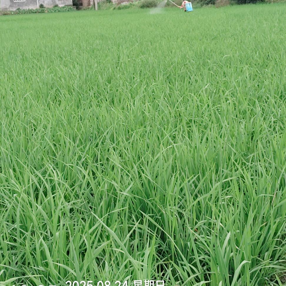 🌊海盐梦境收藏家