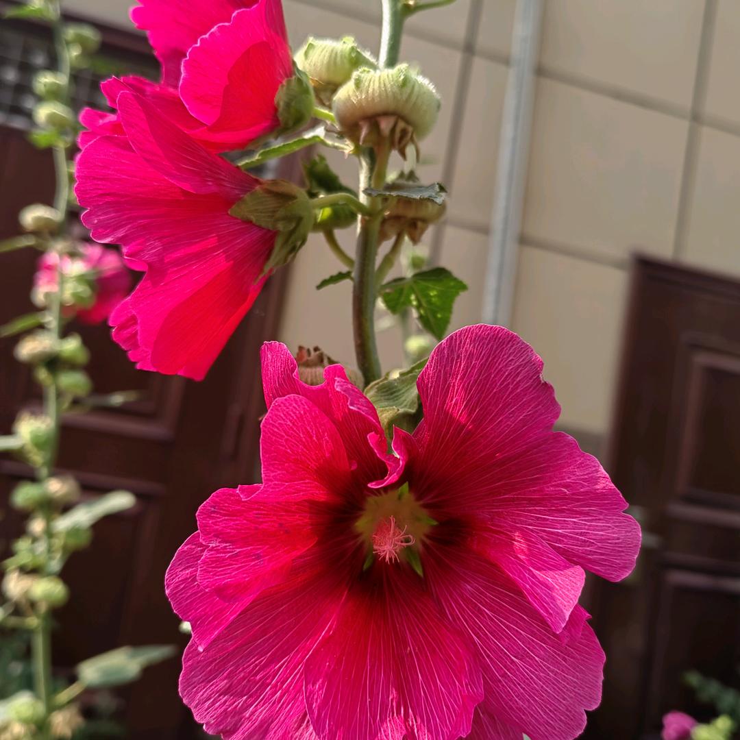 杨记大骨汤削面