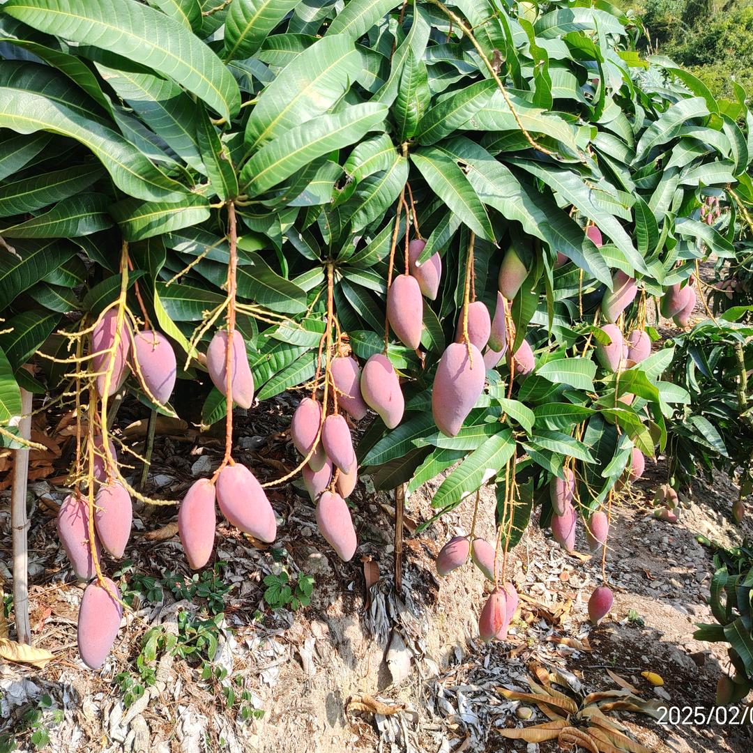 海南三亚马岭芒果