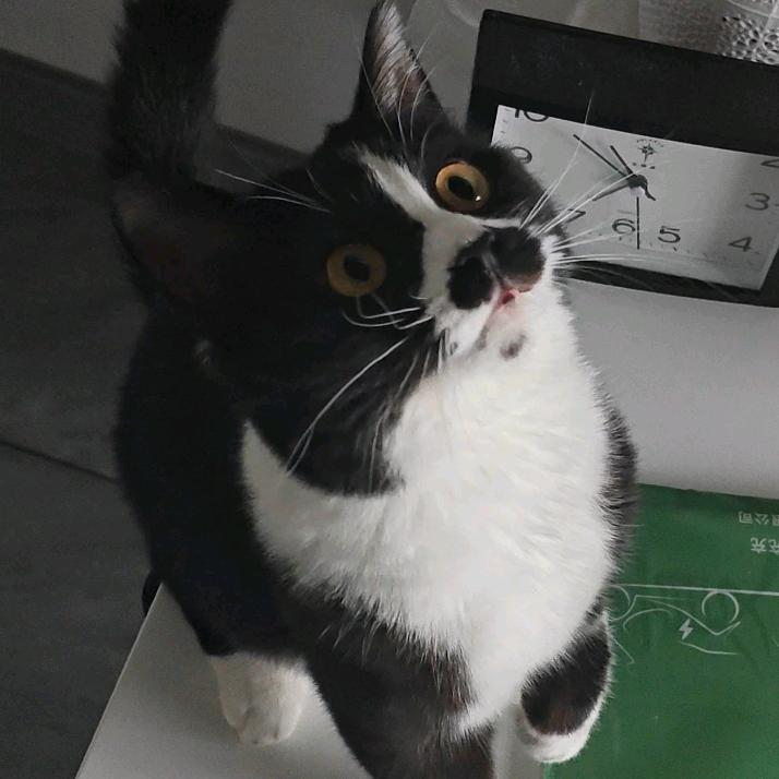 Mr. 听雨的猫 .💭