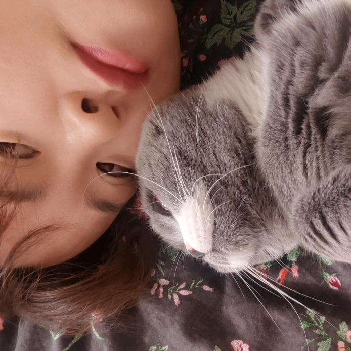 xue大臭是英短四白