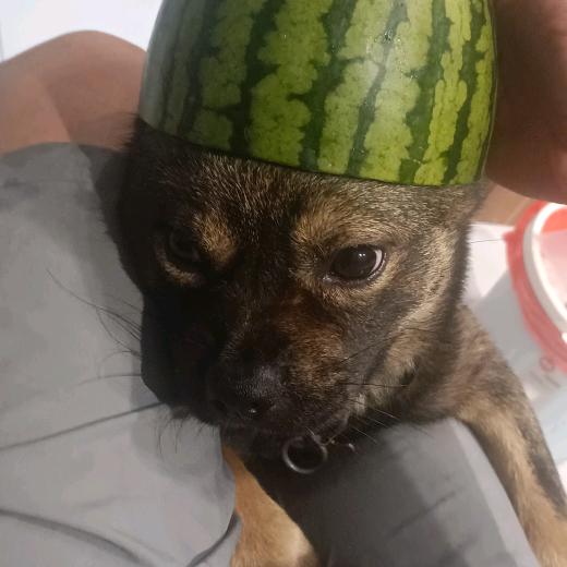 辰逸飞