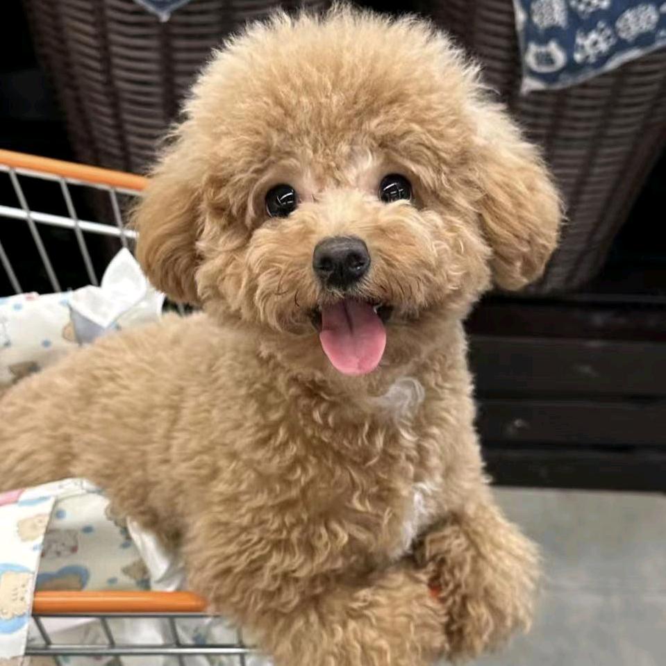 雁大百货