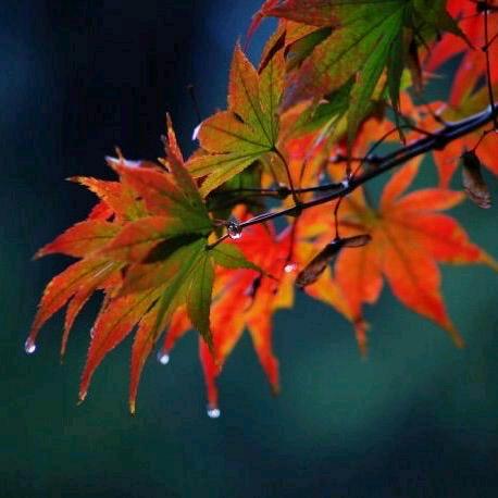 夜雨无情落晚秋