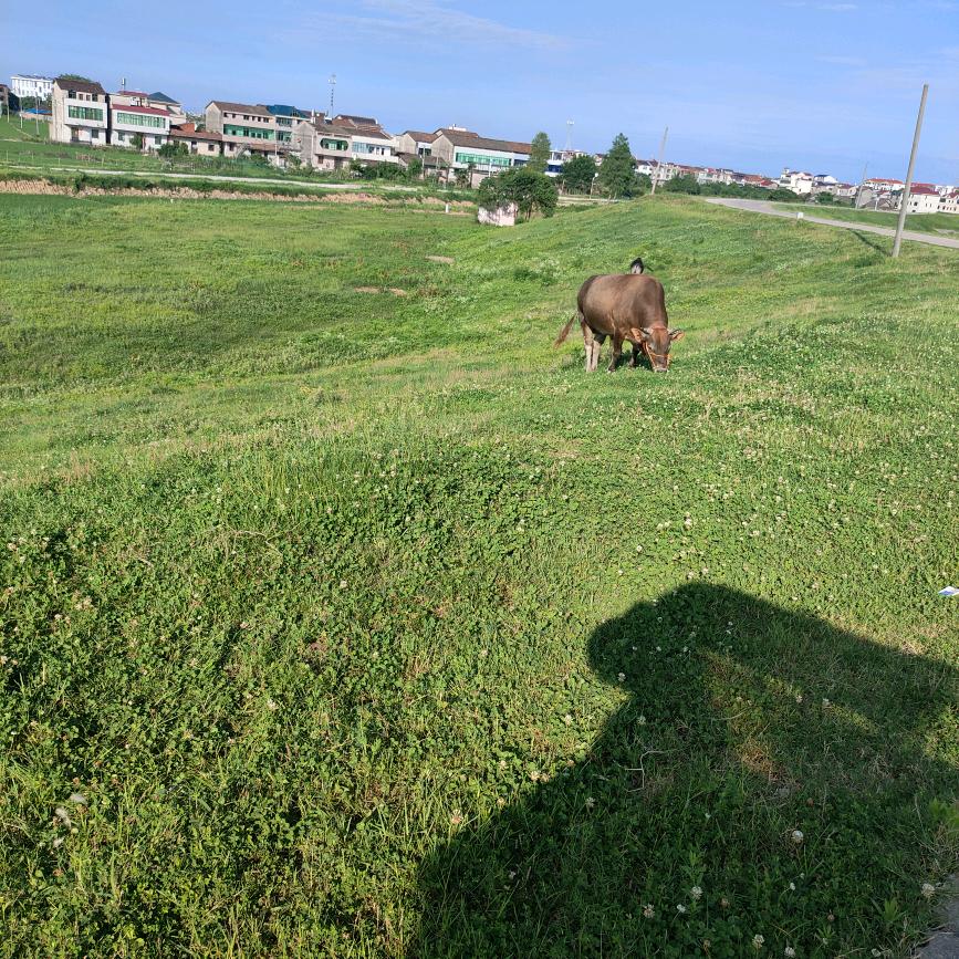 :正宗放养土黄牛