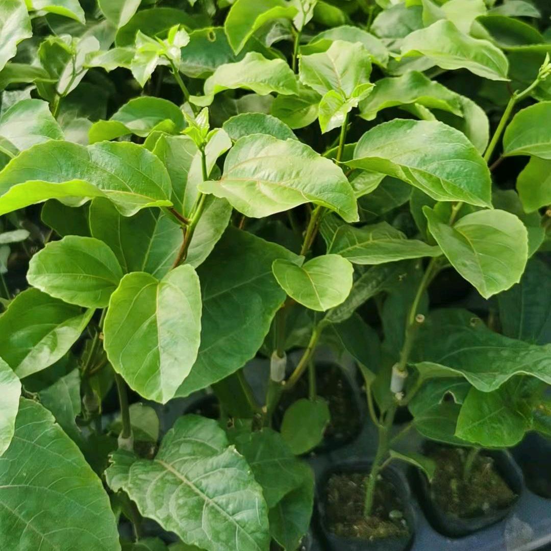 木易百香果苗基地