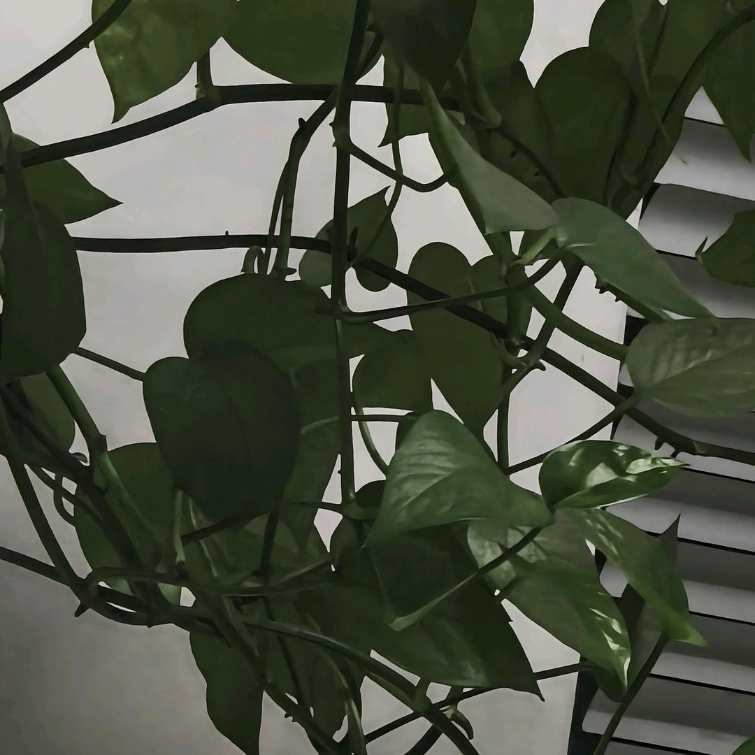 火星人