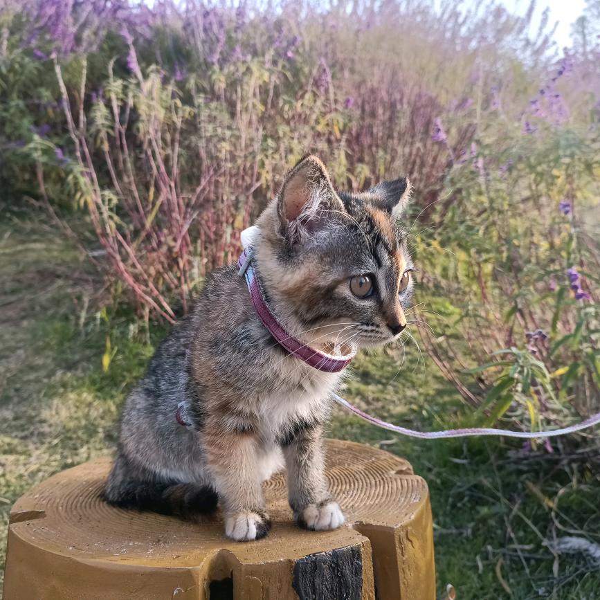 咸鱼中下游℡🍁