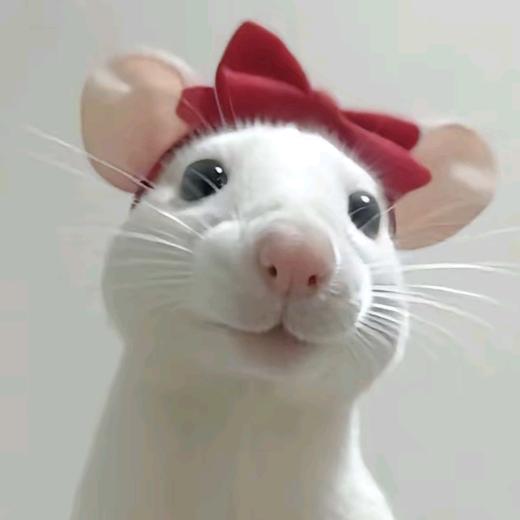 重生之我是小美