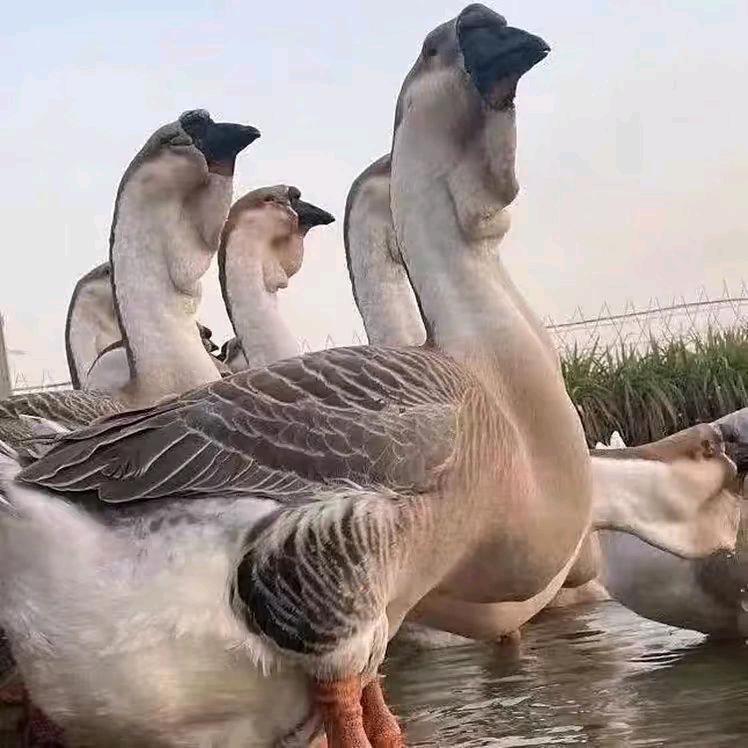 老白狮头鹅养殖