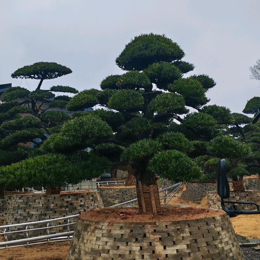 岭南绿宝罗汉松园艺