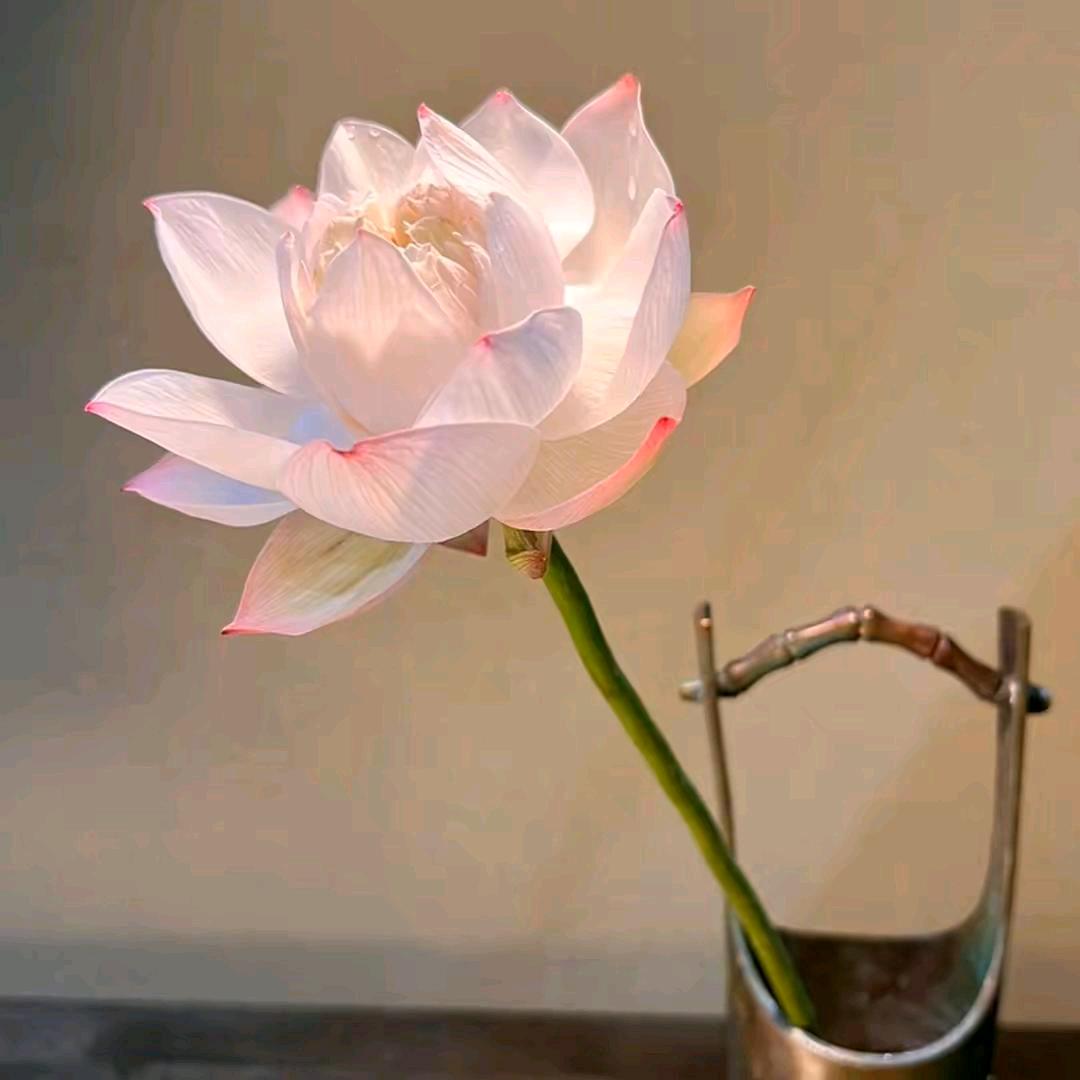 娜娜（关必回）