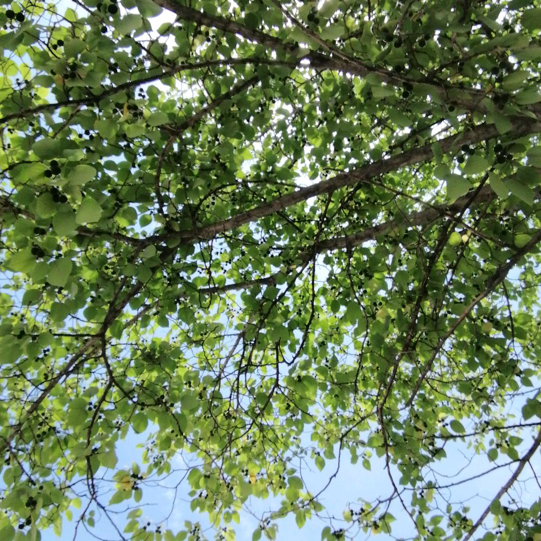 初夏123