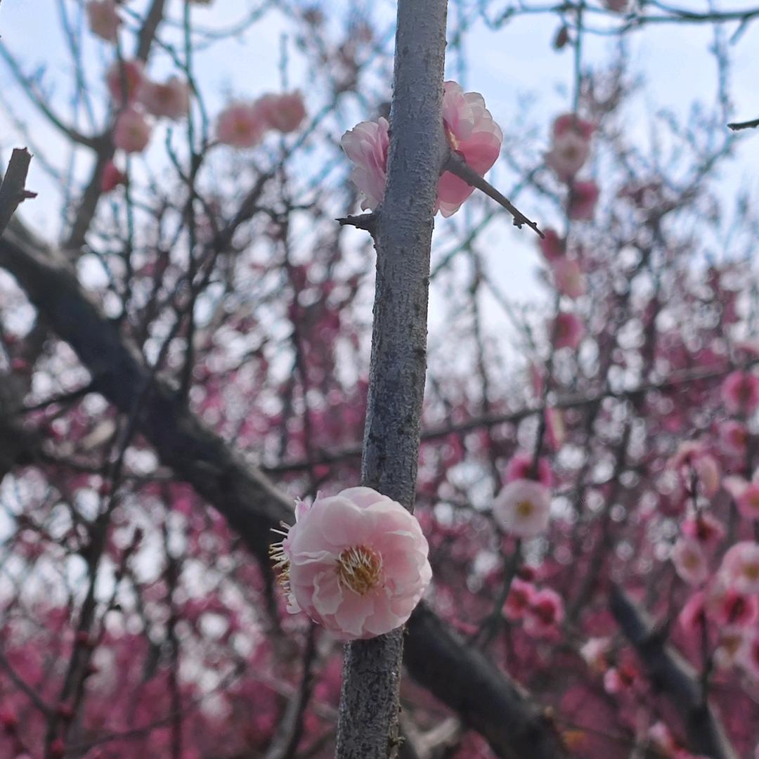 弑神（使命召唤）