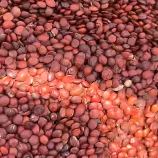 建超家庭农场收酸枣卖枣仁