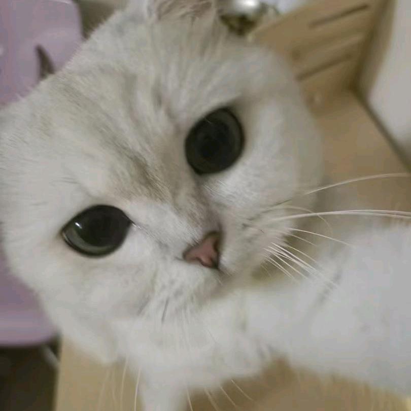 雾海