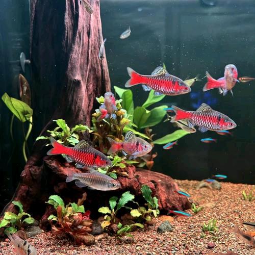 萌鱼乐园水族观赏鱼