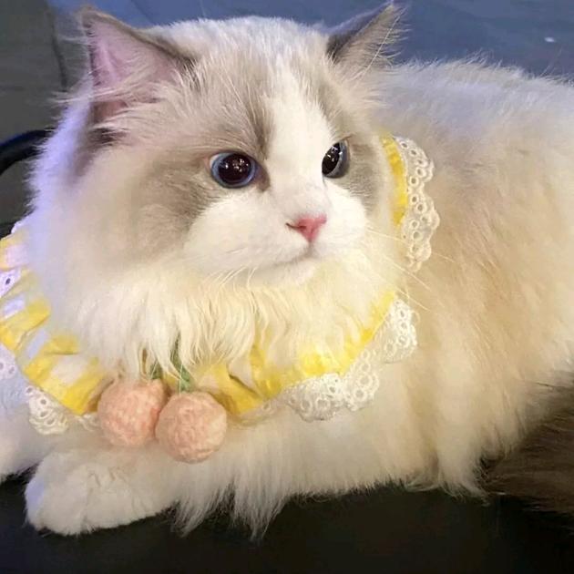 🌹🌹🌹心太软