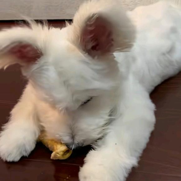 我就是我只做我自己