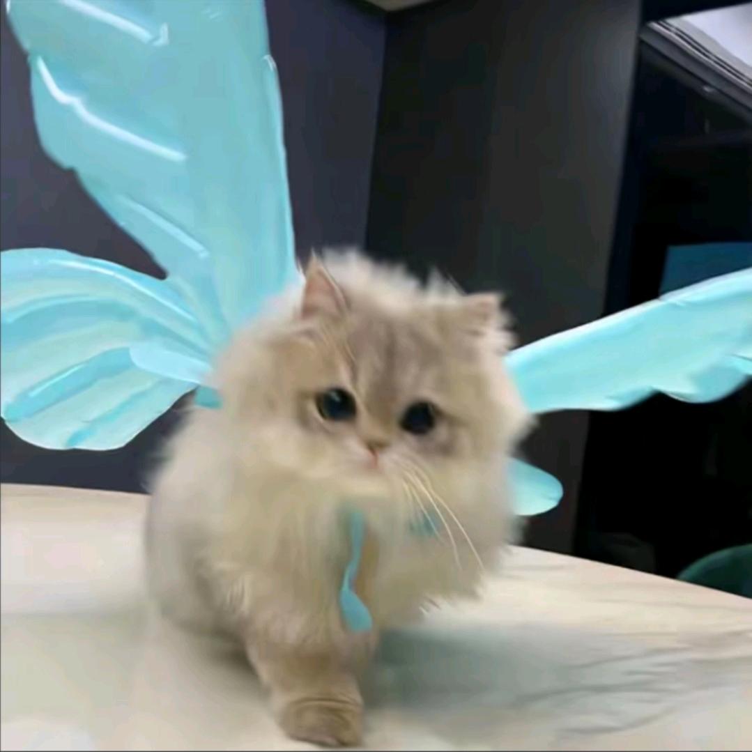 沐辰猫meme