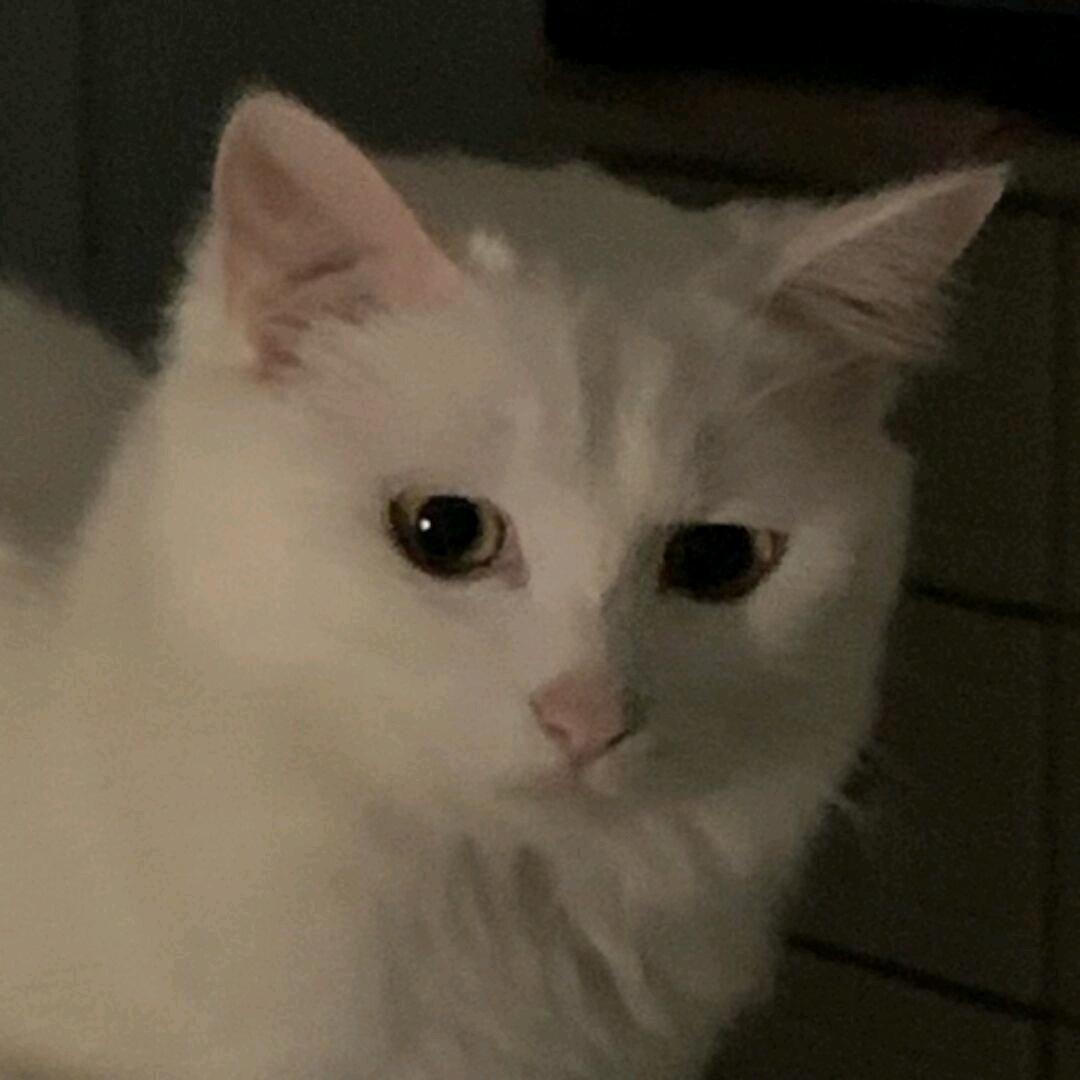红轩
