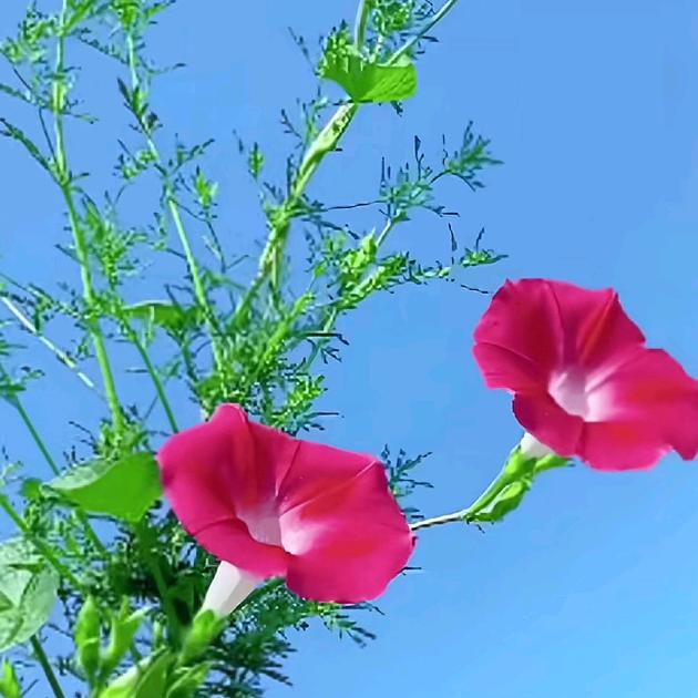 碧先