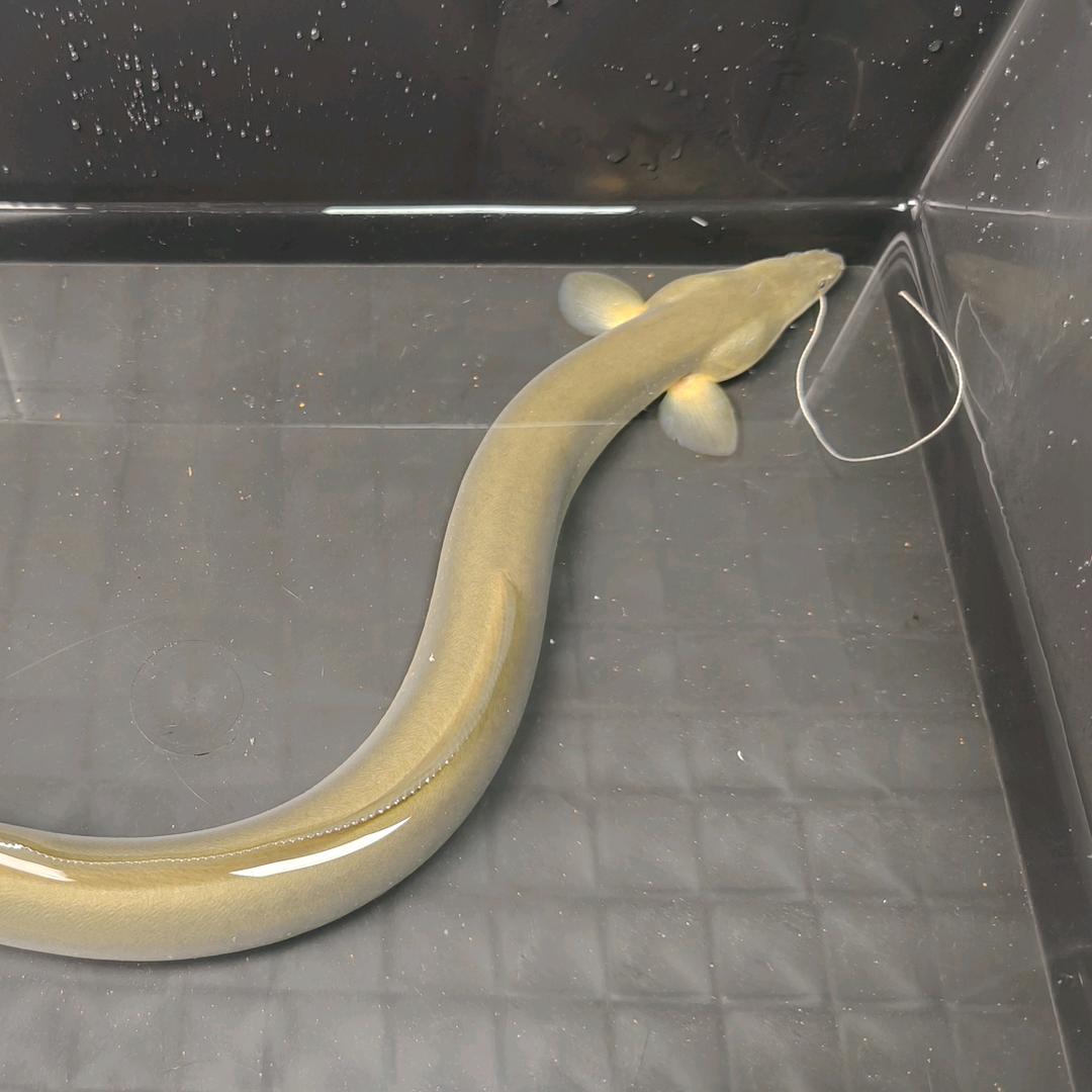 陶鲜生鳗业