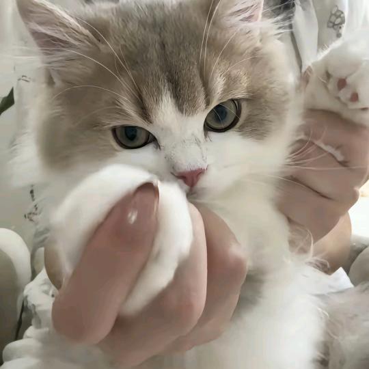 热情火辣母蟑螂