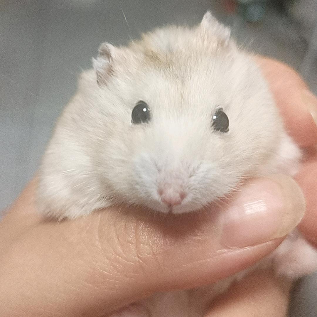 小凤