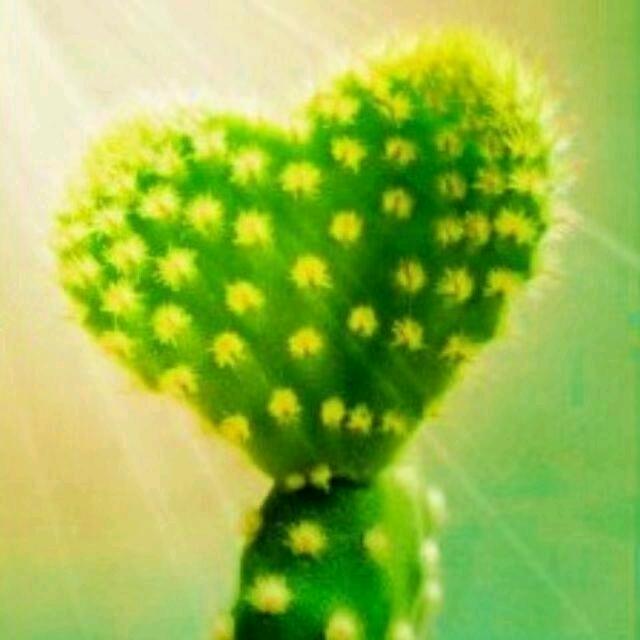 仙人掌🌜⃢👁‿👁⃢🐬