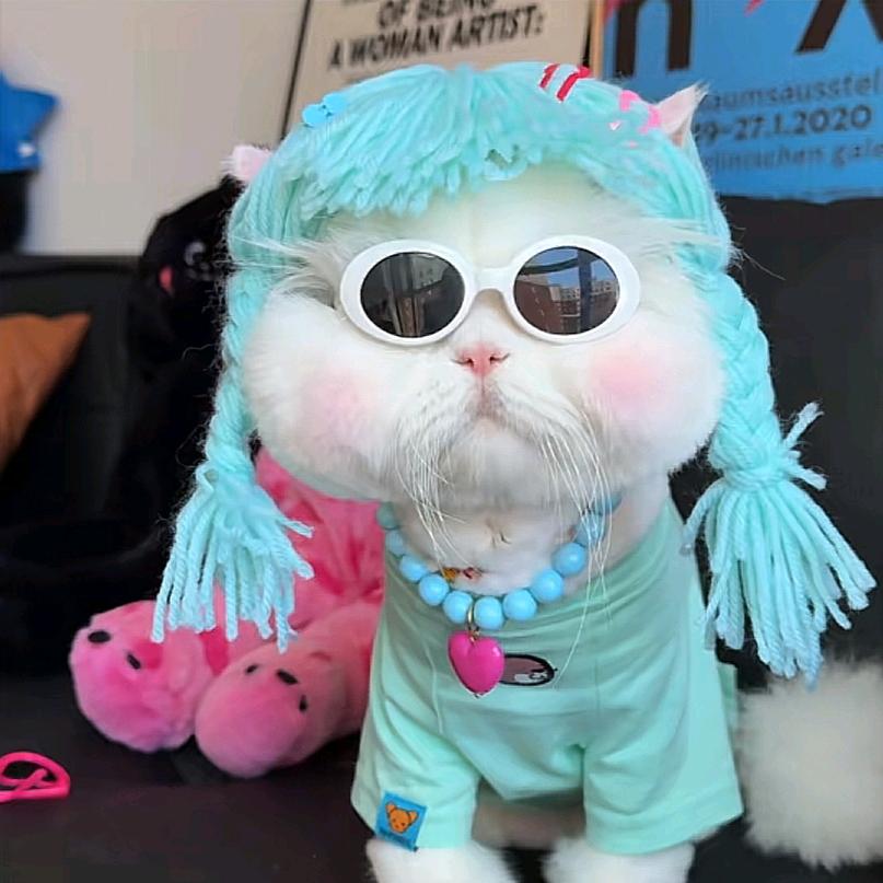 懒猫🐱大人