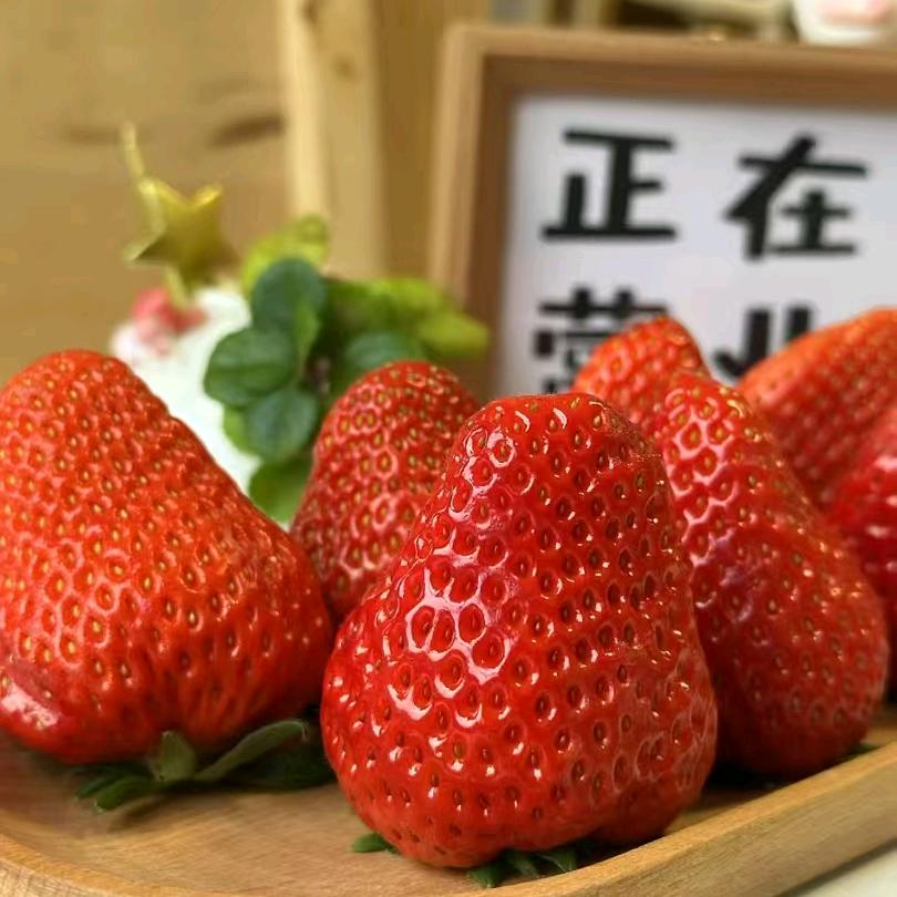 丹东草莓