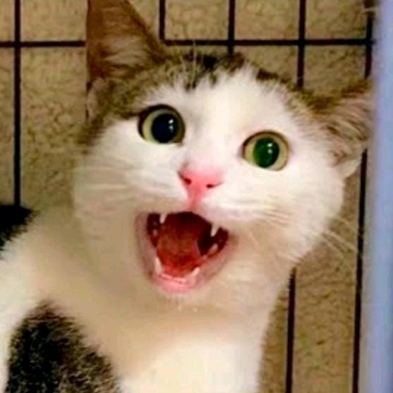 初秋弟的猫