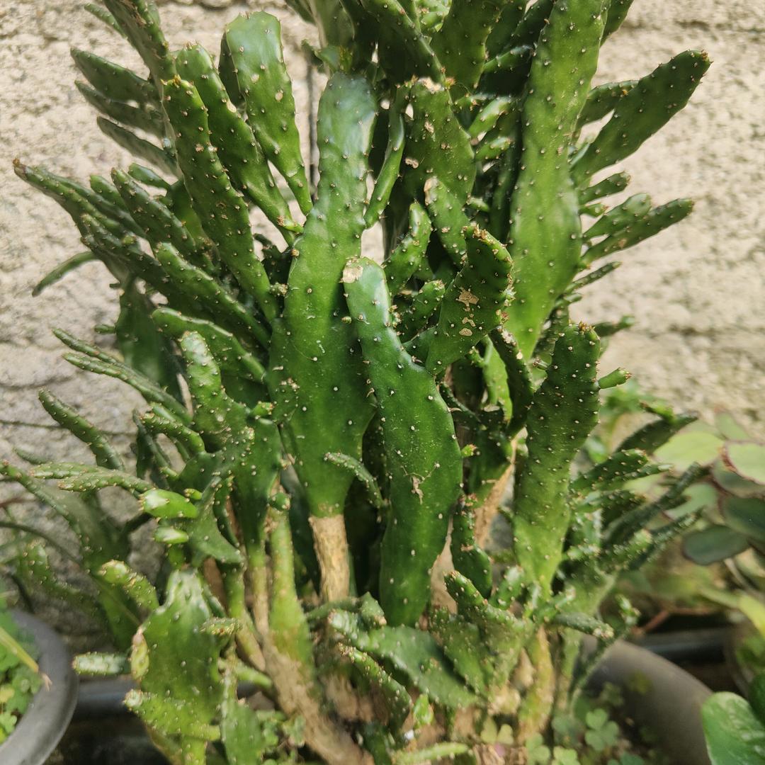 王林