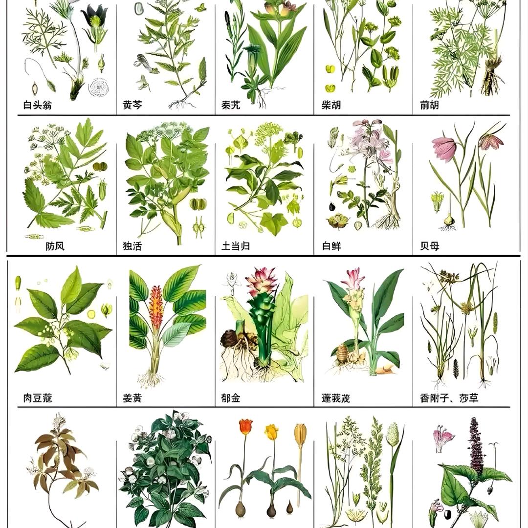 草木舍