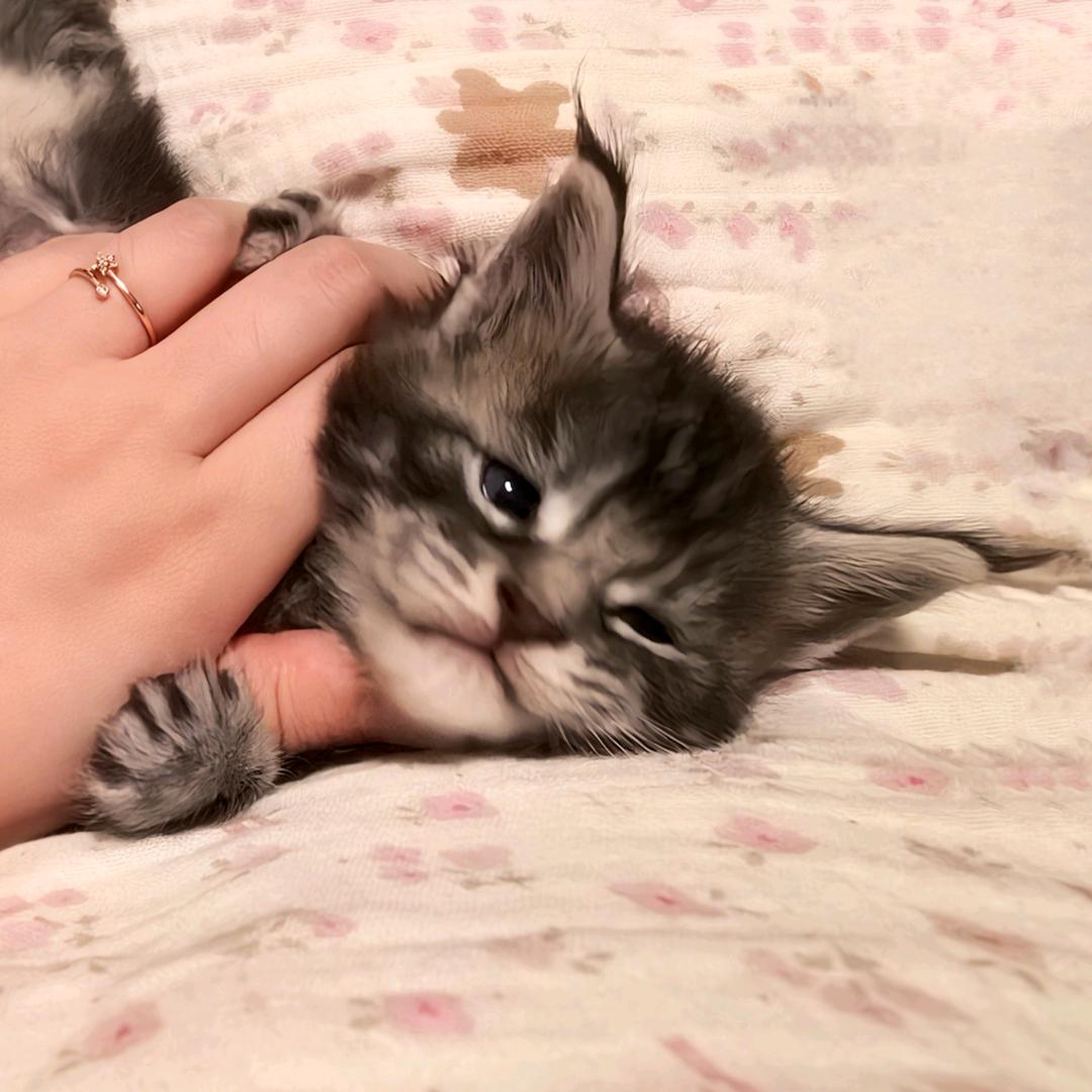 江绾