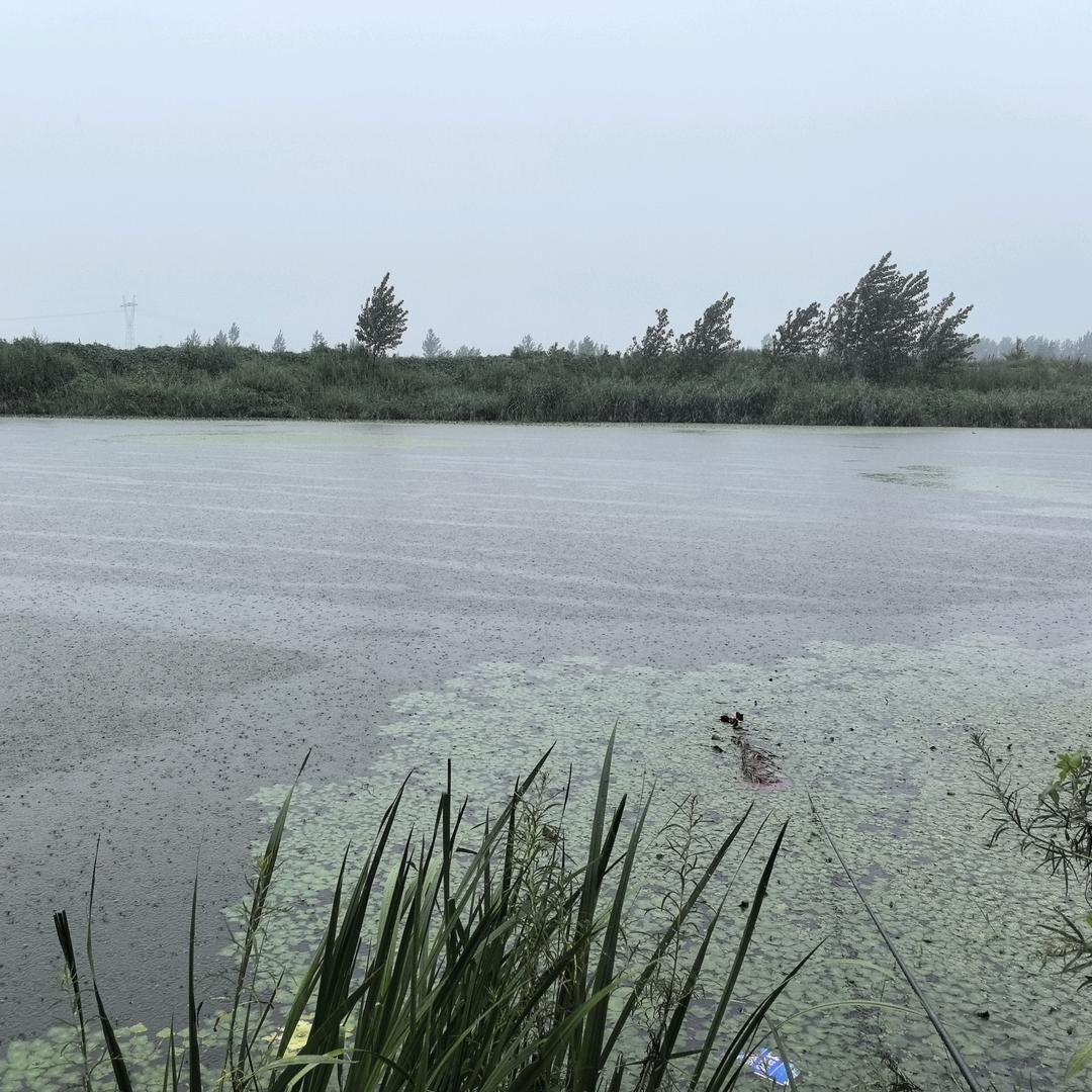 🎣鱼香露丝