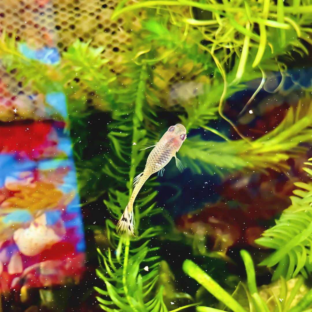 🍊橙子汁🍹里很多鱼🐟