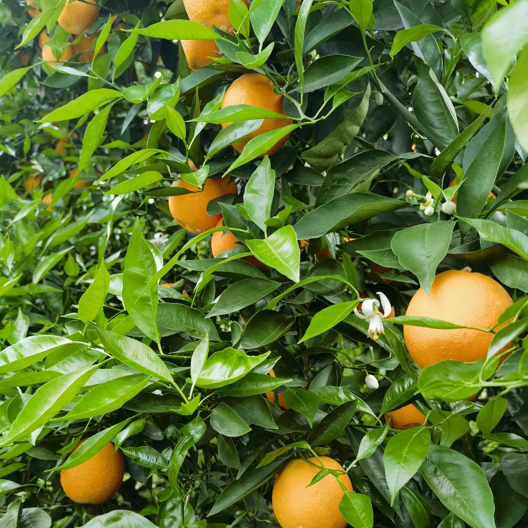 川农联-重庆-刘建平