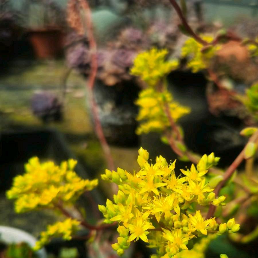 节日礼品成品发货