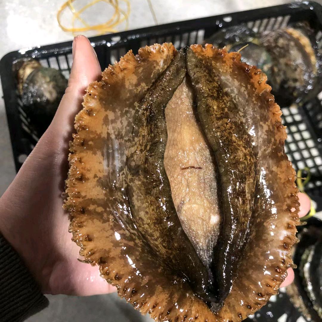 东山岛鲍三代特产店