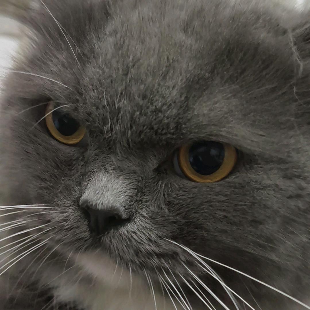 猫咪爱上我的烤冷面