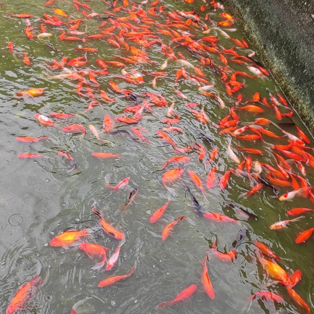 皇城鱼倌